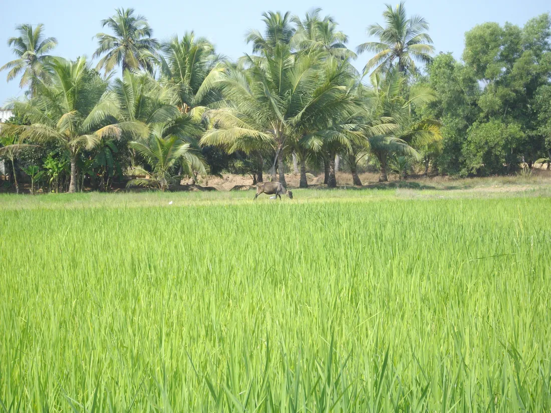 Green paddy fields fringed by coconut palms at Barkur in Udupi district, the Tulu Nadu homeland of the Bunt and Nadava community of coastal Karnataka