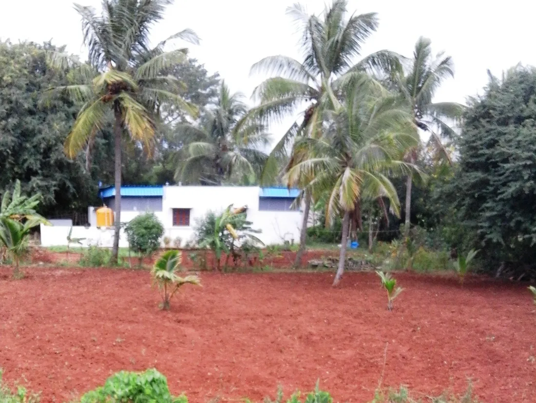 A coconut palm grove near Mysuru in Karnataka — emblem of the Ediga community's honoured heritage of tending the land and its palm groves