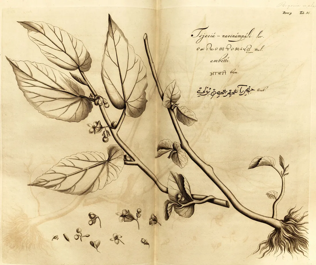 A botanical plate from the Hortus Malabaricus with the plant named in Malayalam script beside the Latin, from the great treatise on the plants of Malabar an Ezhava physician helped compile