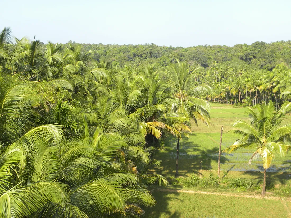 Coconut groves running down to green paddy fields in Kerala, the homeland of Ezhava and Thiyya families from Travancore to Malabar