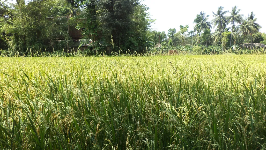 Ripening paddy stretching to a village edge of coconut palms and banana plants at Balasore in coastal Odisha