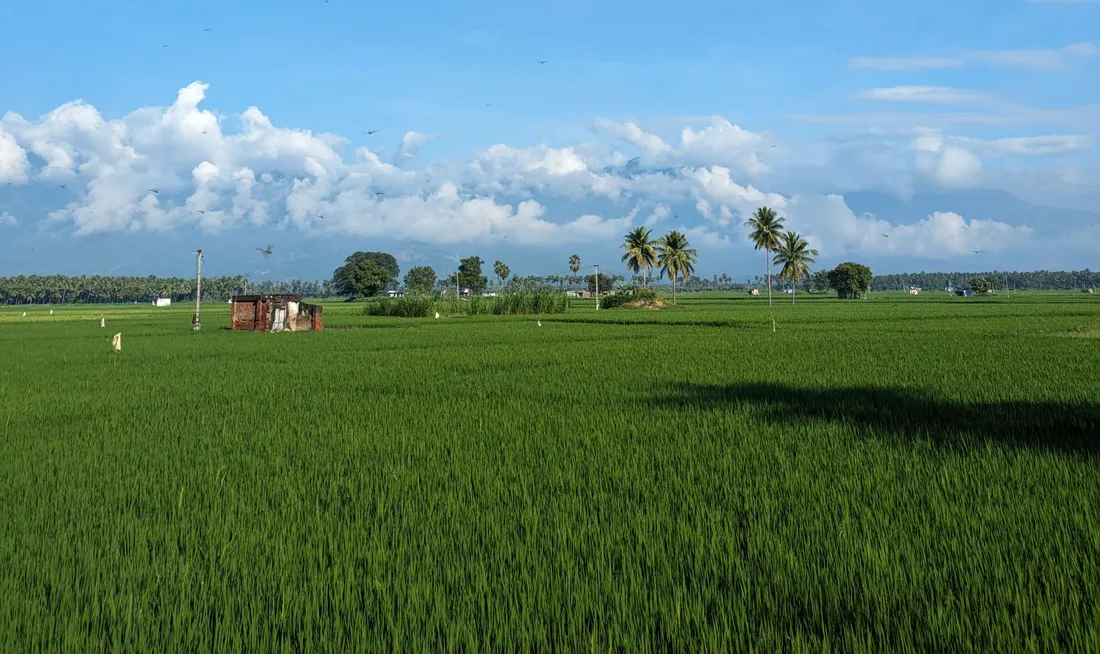 Emerald paddy running to a treeline of coconut palms under a cloud bank in Tamil Nadu, the country the Mudaliar communities call home