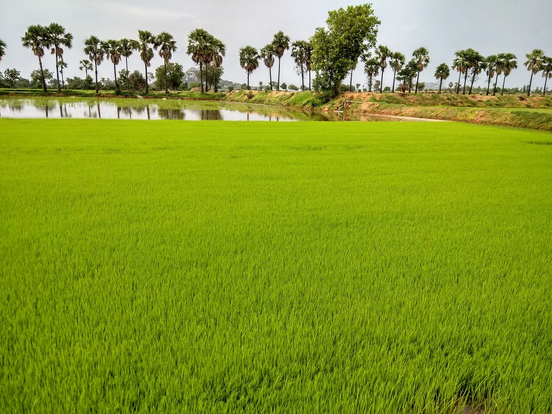 Emerald rice saplings and a still irrigation channel in the tank-fed paddy country of Telangana, the homeland of Mudiraj and Mudiraju families