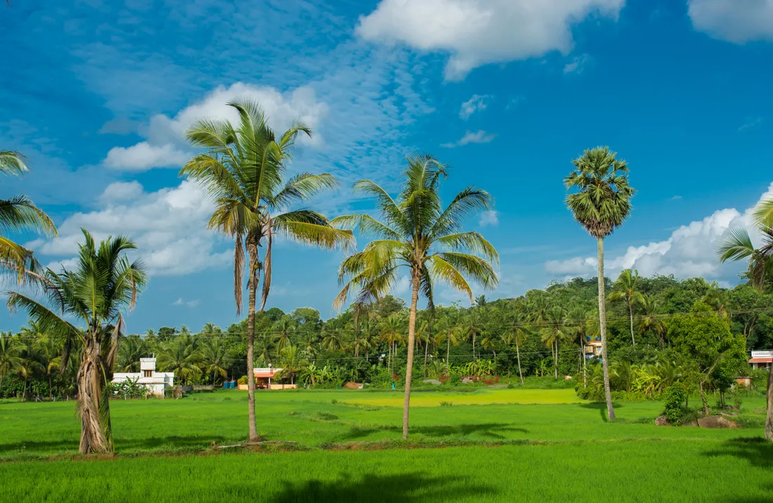 Green paddy fields and coconut palms under a blue Kerala sky, the homeland of Nair and Nayar families from Travancore through Kochi to Malabar